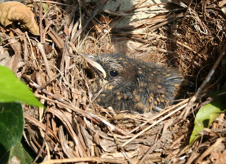 janfrederik 16 daggies oud 3.jpg - !6 dae oud